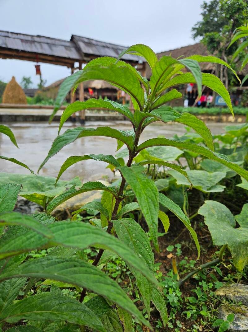 Elsholtzia blanda — related species from the same genus