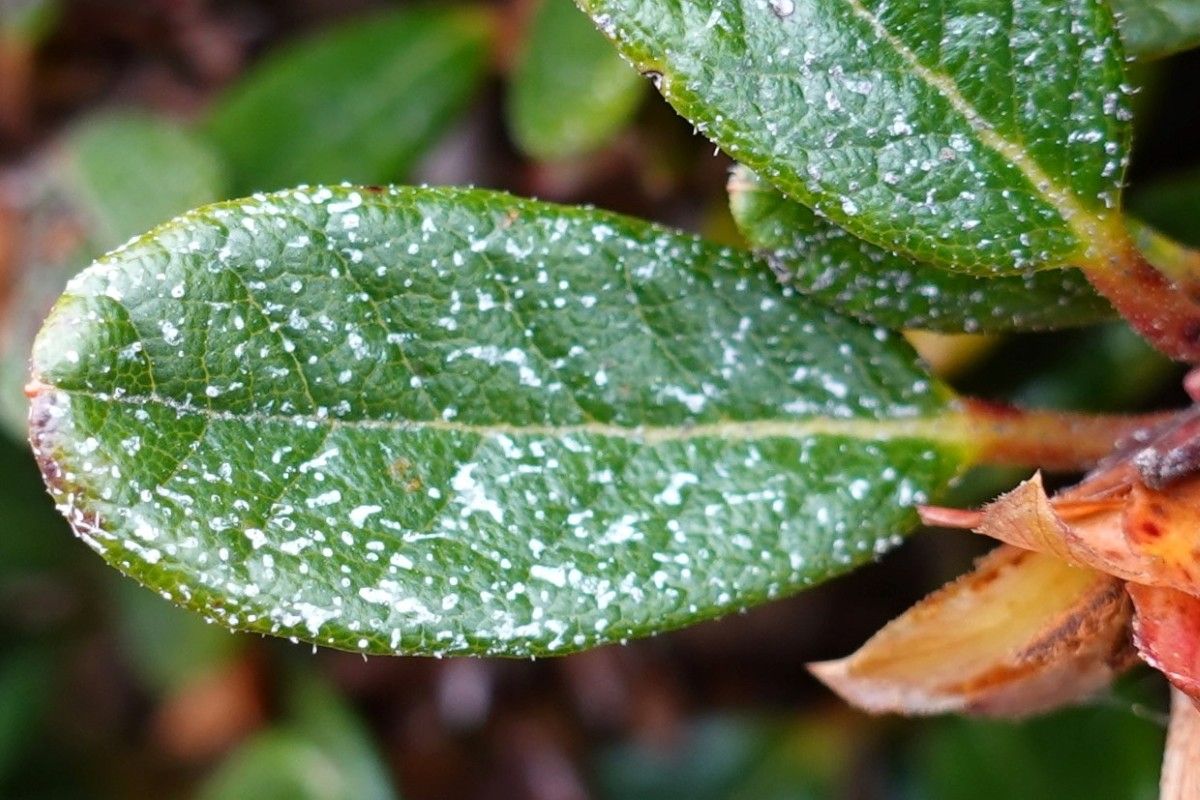 Rhododendron forrestii leaf