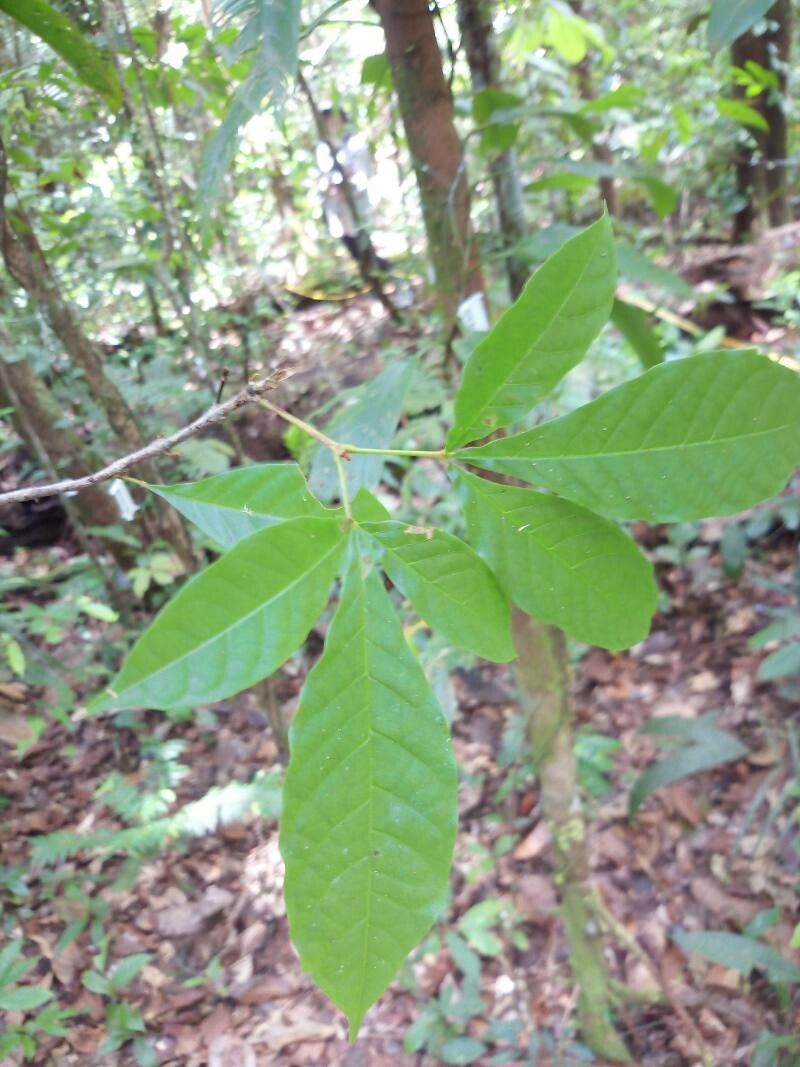 Vitex triflora leaf