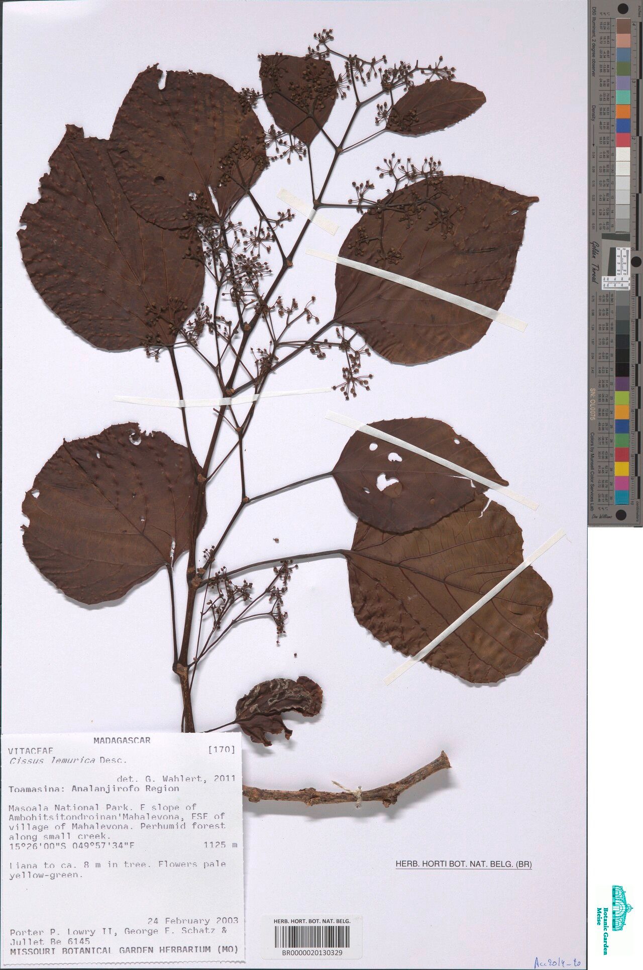 Cissus lemurica — houseplant care guide