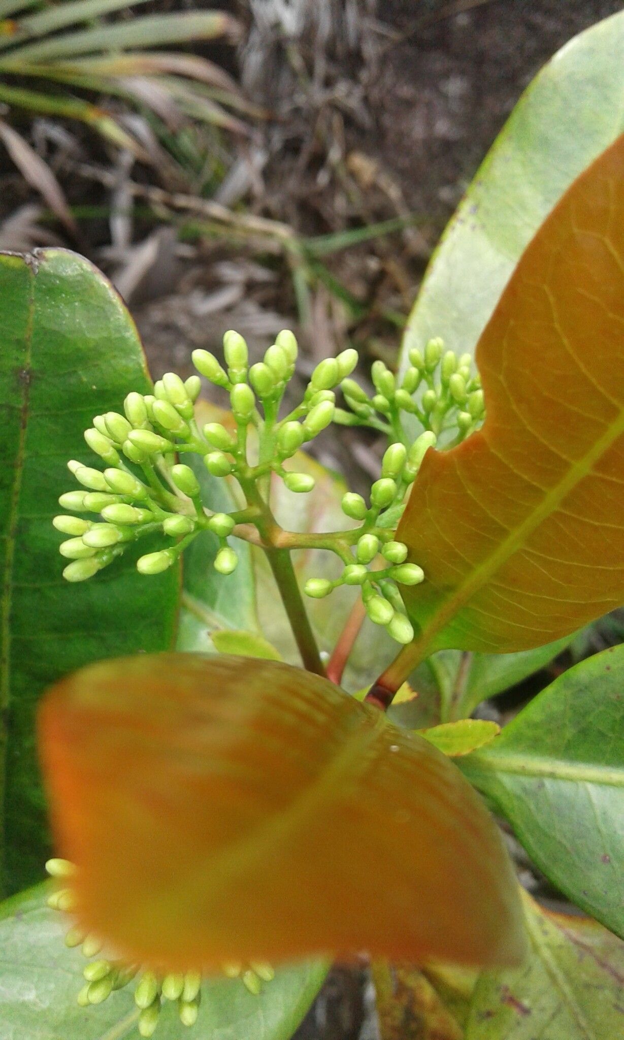 Ixora pudica flower