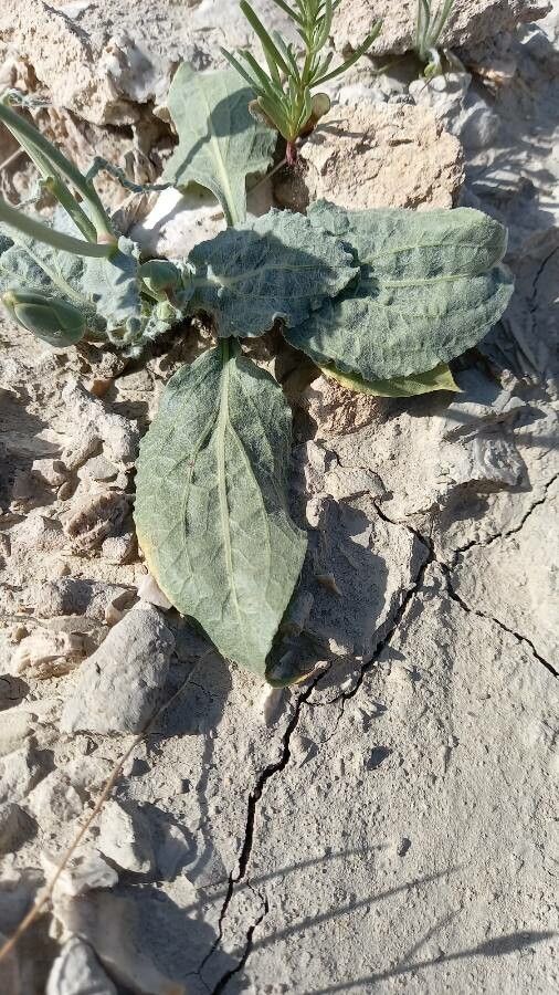 Scorzonera paradoxa — search result for 'Scorzonera'