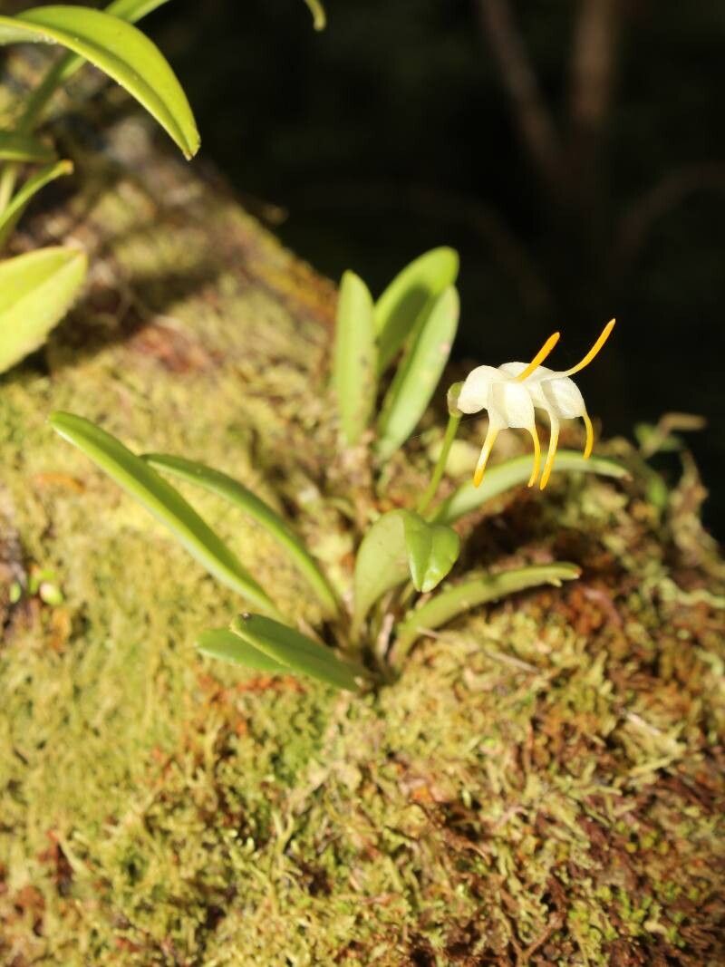 Masdevallia chontalensis flower