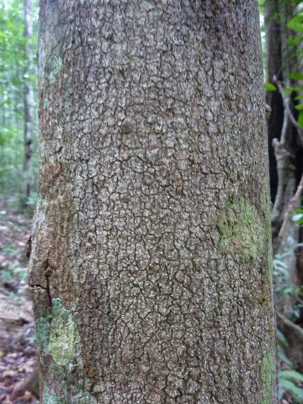 Couepia obovata bark