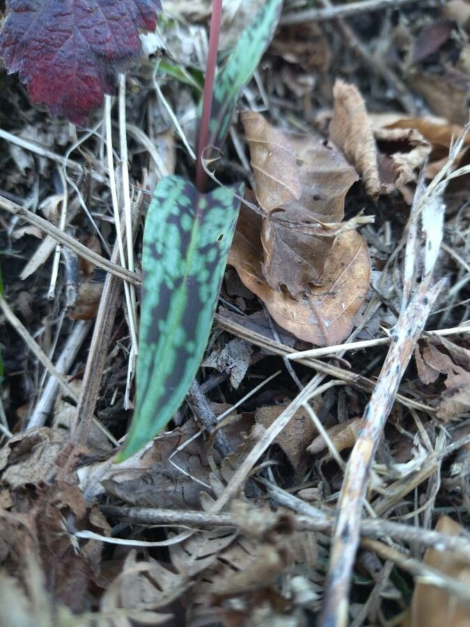 Erythronium dens-canis leaf