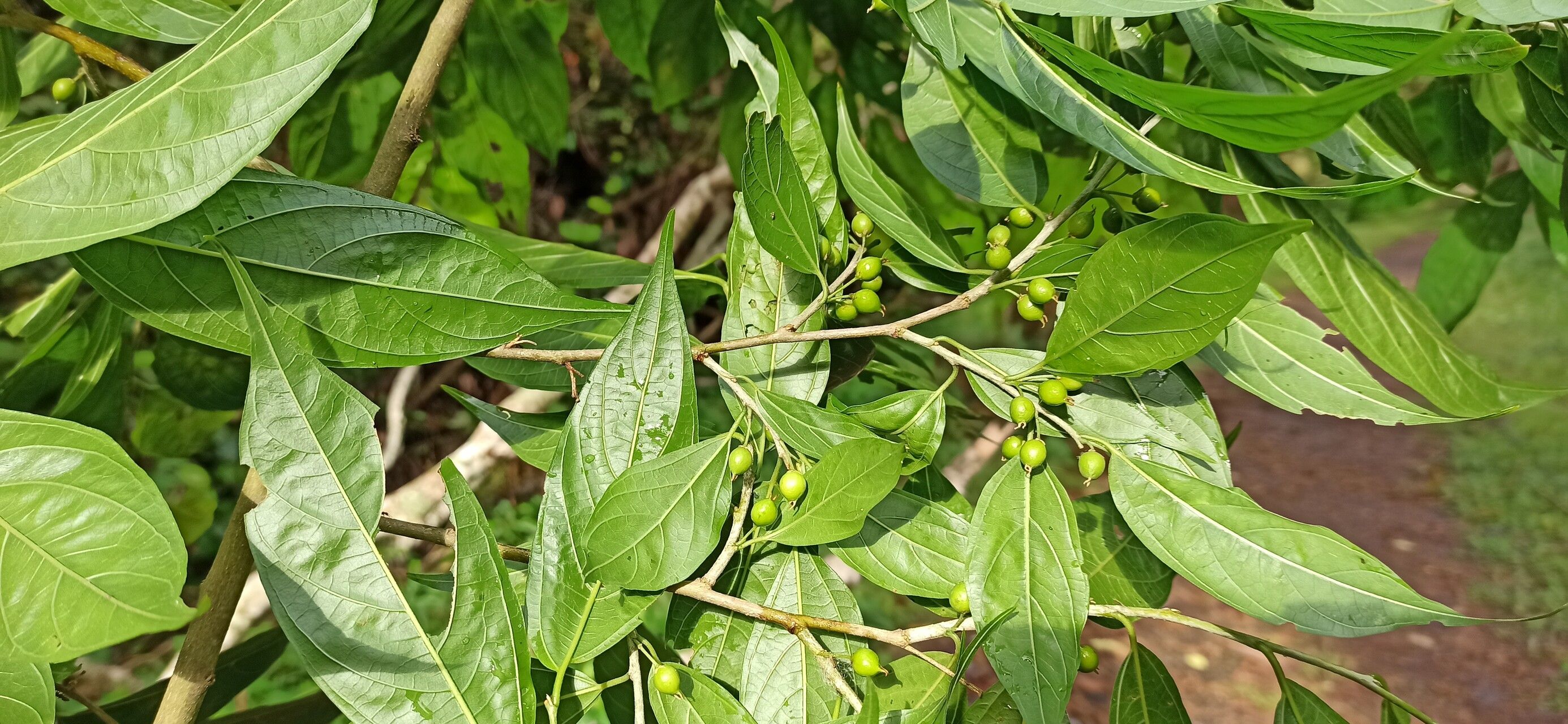 Celtis gomphophylla other