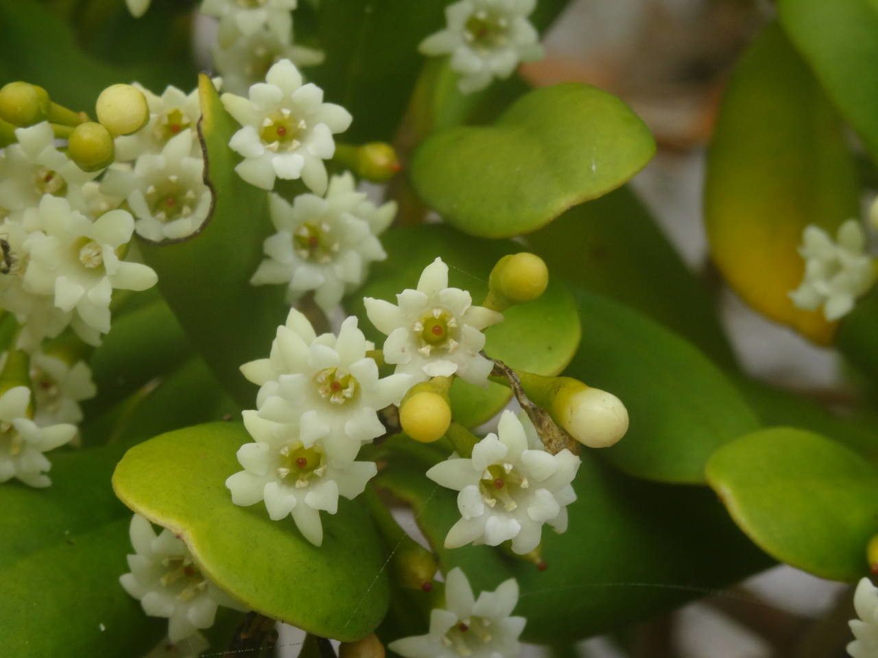 Jacquinia armillaris flower