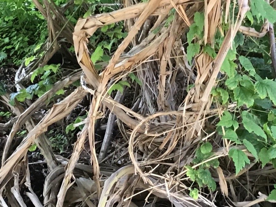 Clematis grandidentata bark