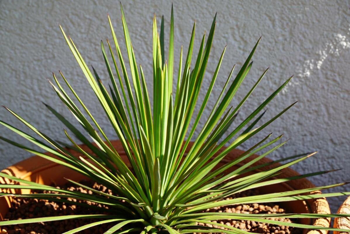 Yucca queretaroensis bark