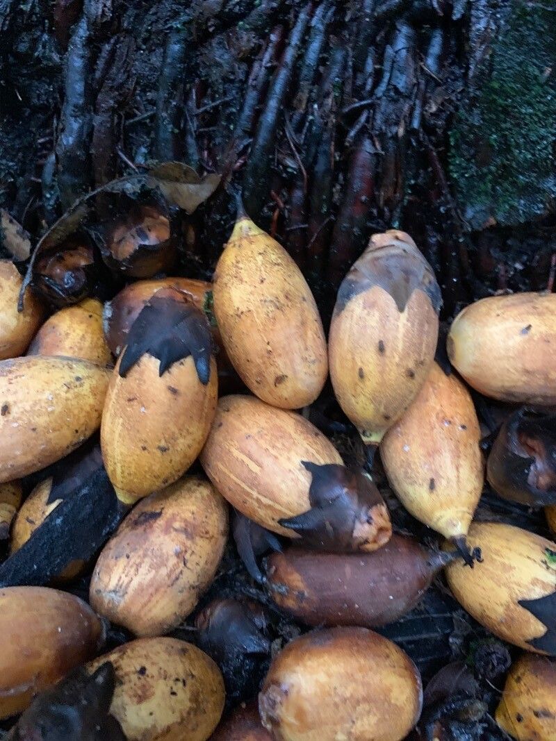 Attalea rostrata fruit