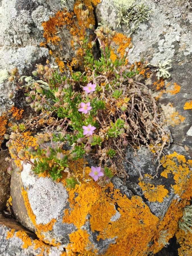 Spergula rupicola leaf