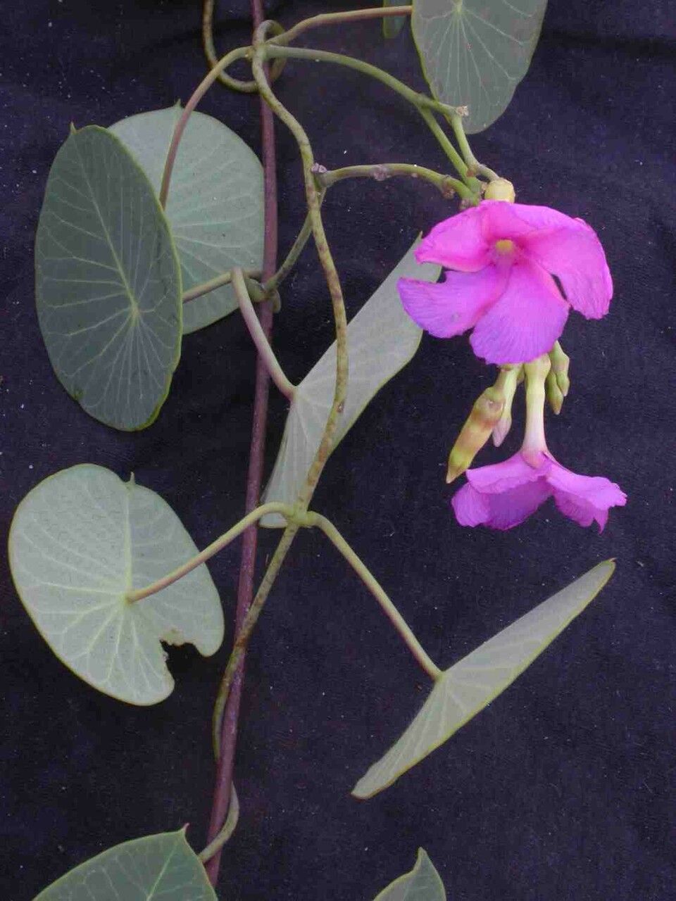 Stipecoma peltigera flower