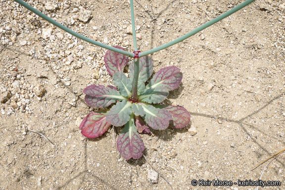 Acanthoscyphus parishii — houseplant care guide