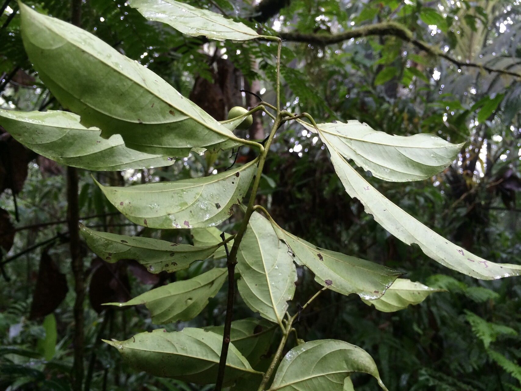 Cordia croatii leaf