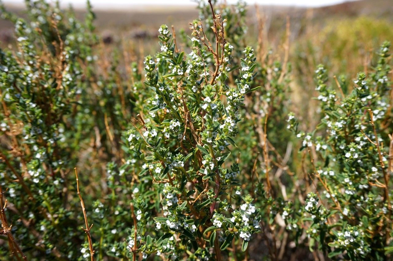 Clinopodium gilliesii habit