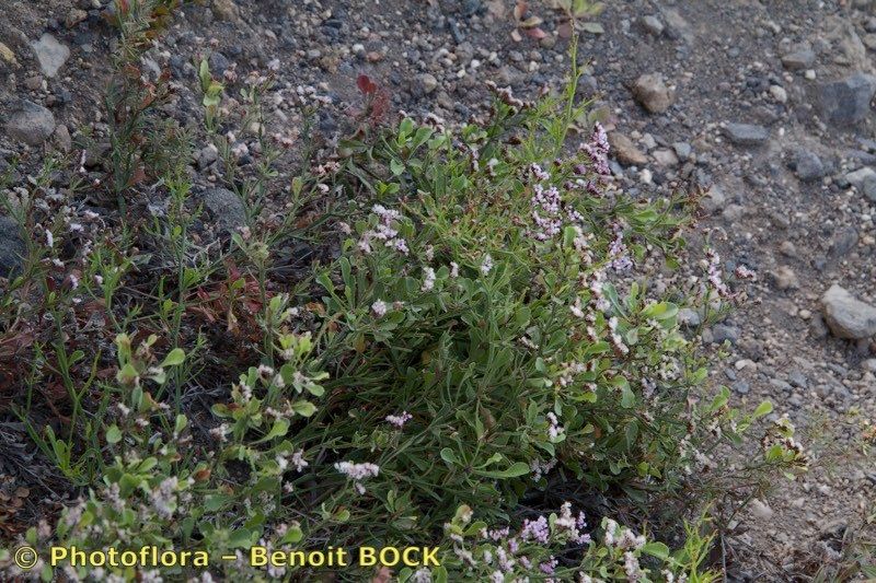Limonium braunii — houseplant care guide