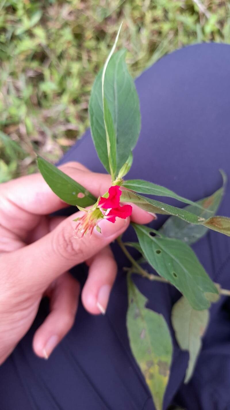 Cuphea appendiculata flower