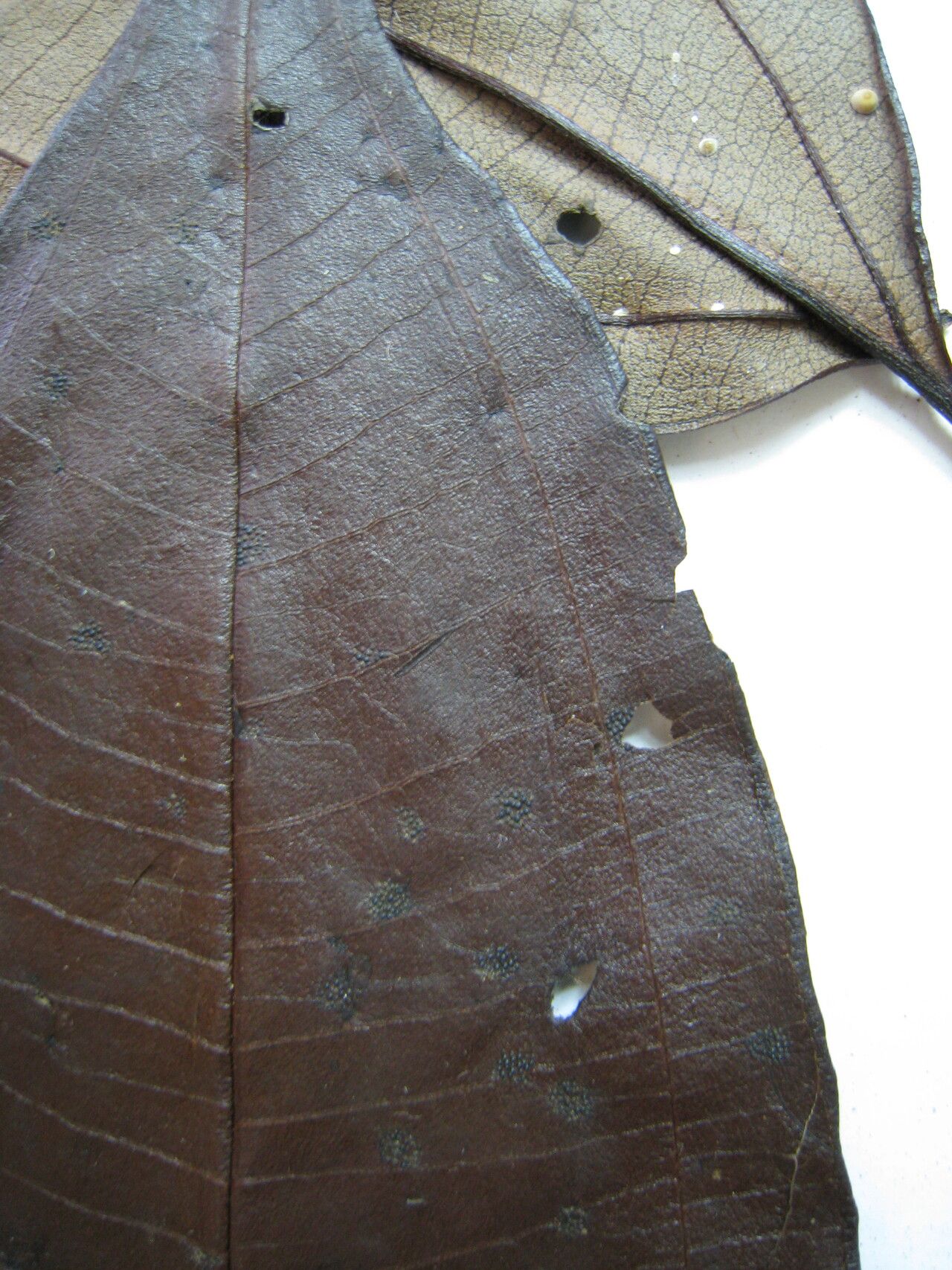 Miconia kappleri — houseplant care guide