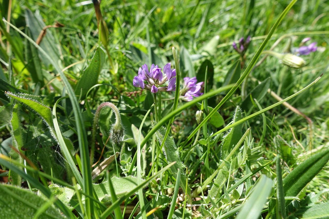 Astragalus alpinus flower
