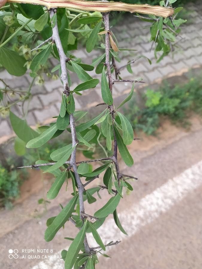 Gymnosporia emarginata leaf