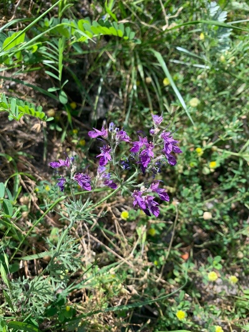 Teucrium orientale flower