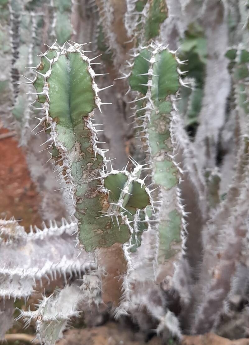 Euphorbia graniticola — houseplant care guide