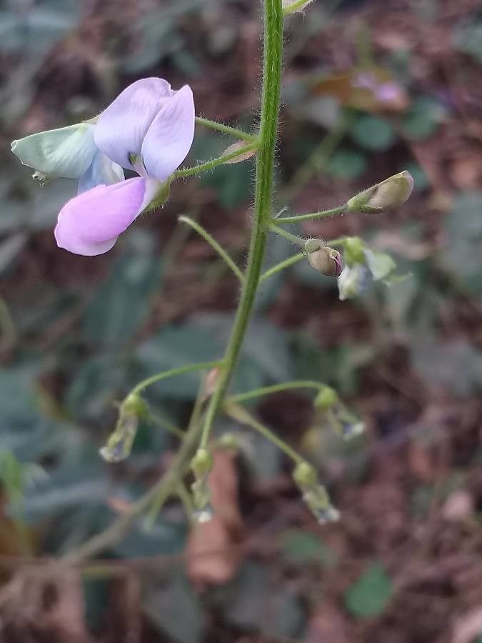 Desmodium uncinatum bark