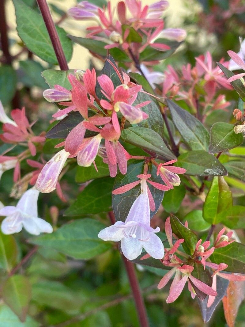 Zabelia triflora flower