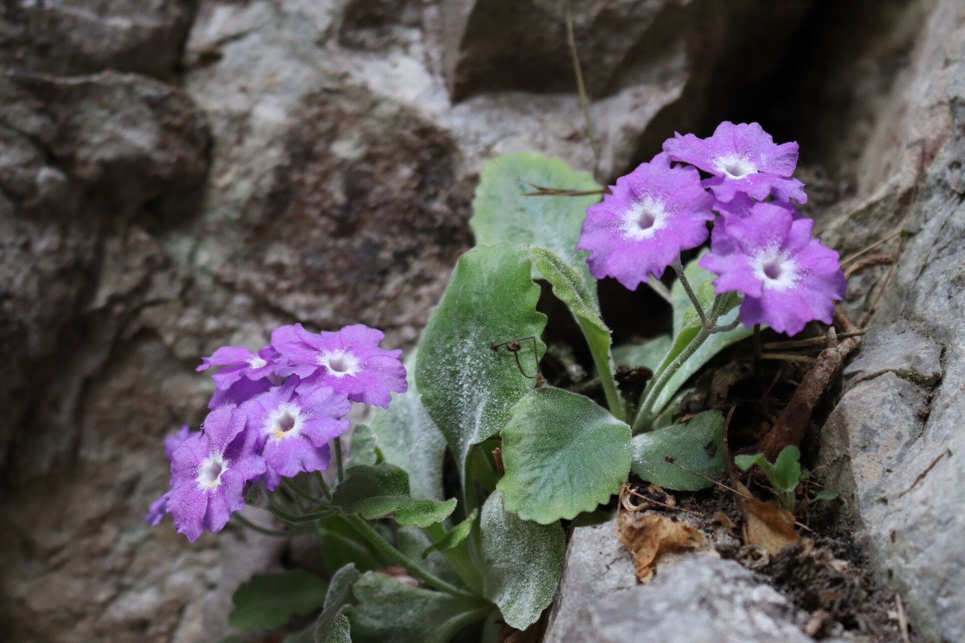 Primula albenensis flower