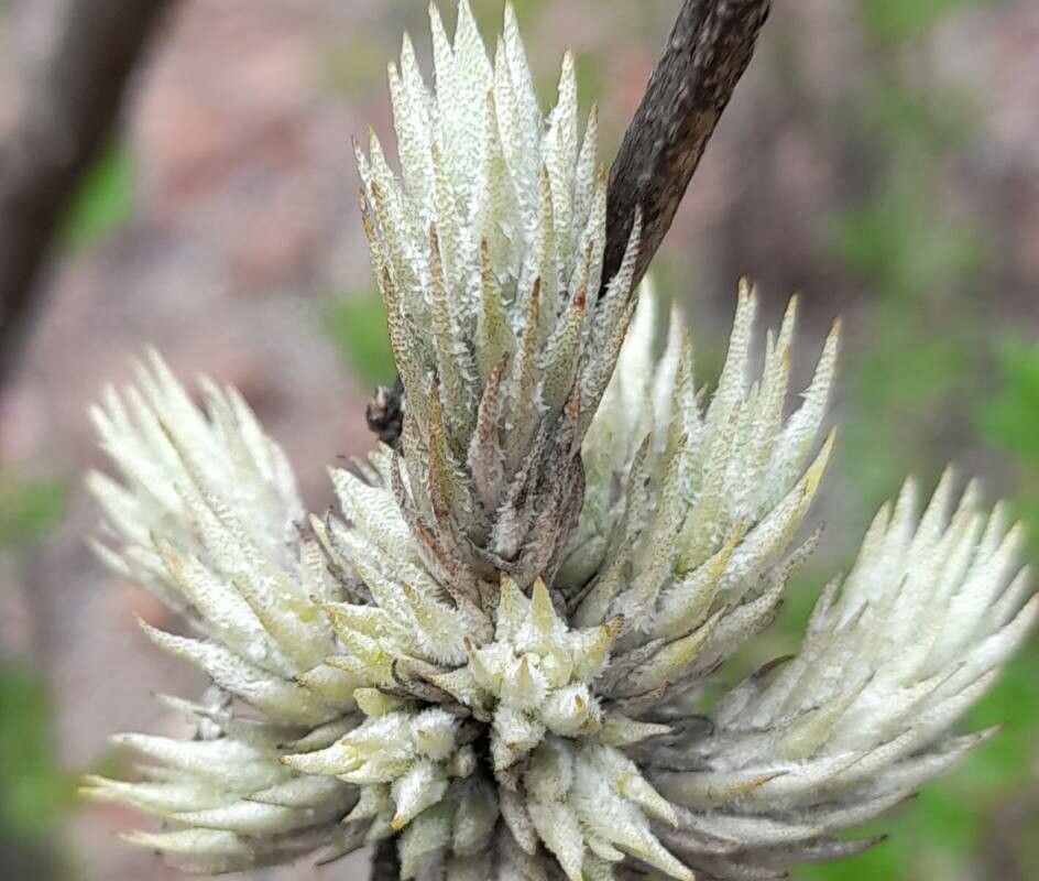 Tillandsia bryoides — search result for 'Bromeliaceae'