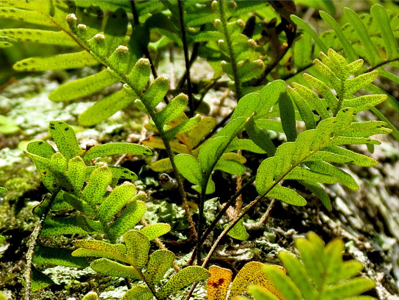 Pleopeltis michauxiana — search result for 'Guatemala'
