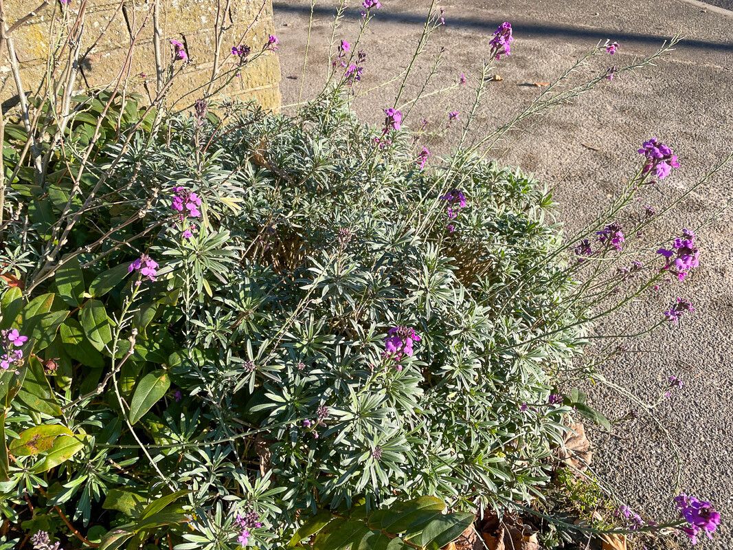 Erysimum linifolium — search result for 'Erysimum'