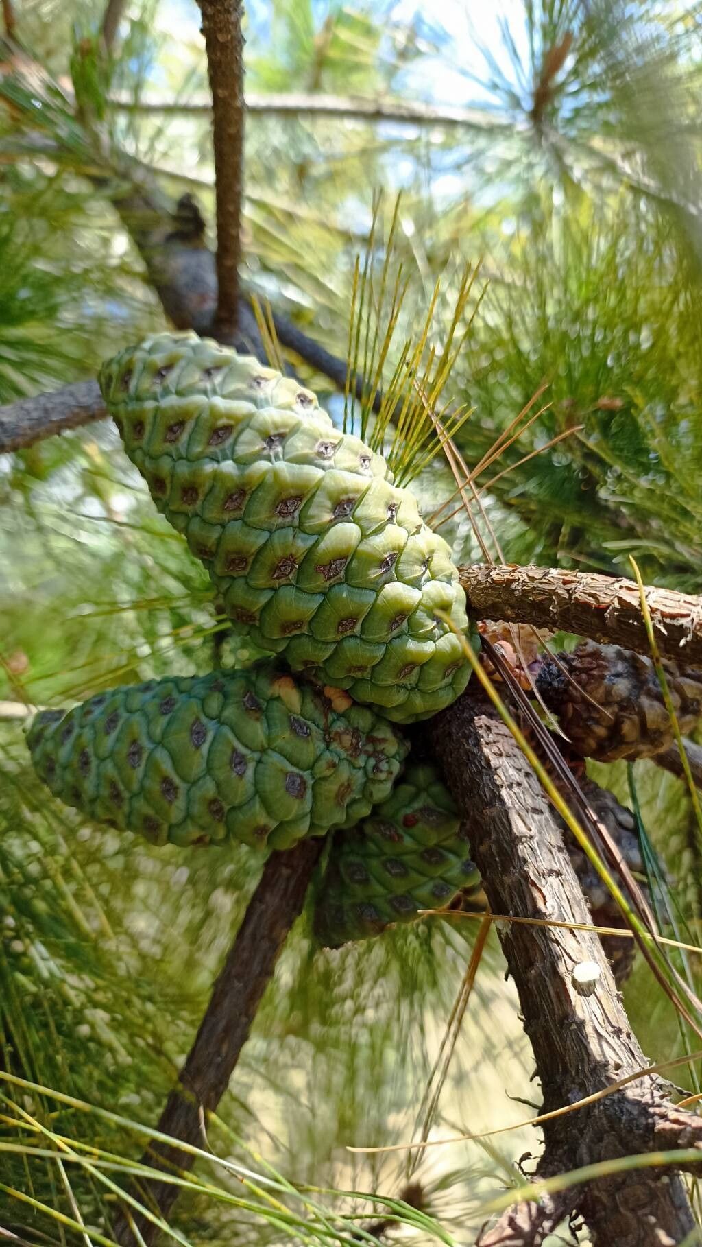 Pinus greggii leaf