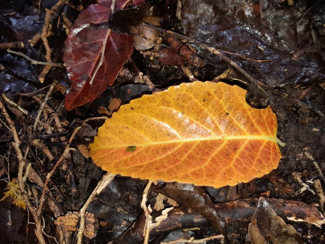 Homalium racemosum leaf