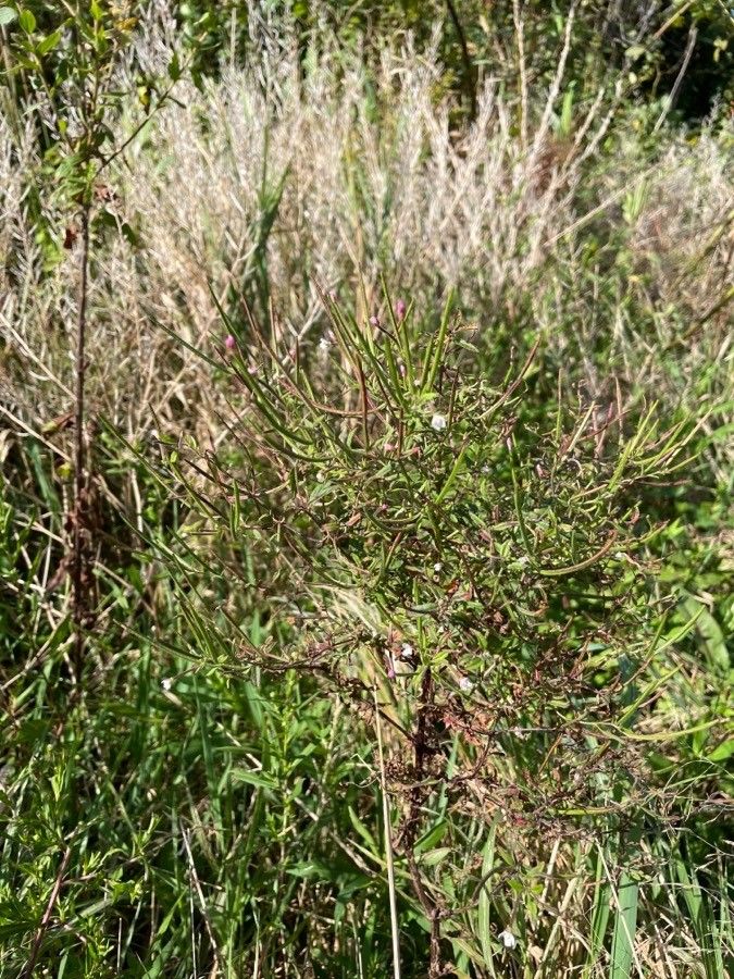Epilobium coloratum habit