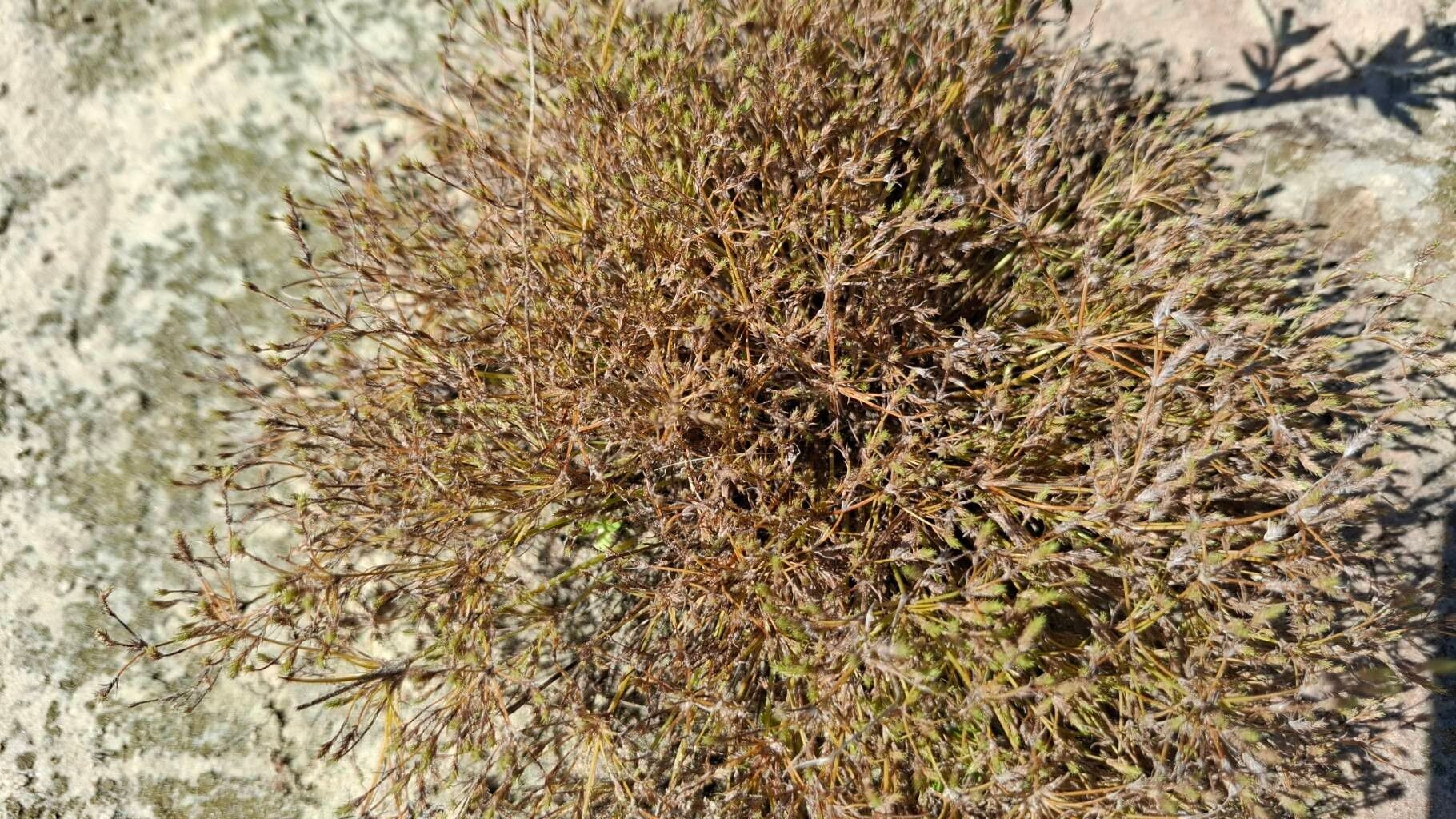 Fimbristylis squarrosa — houseplant care guide