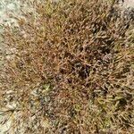 Fimbristylis squarrosa