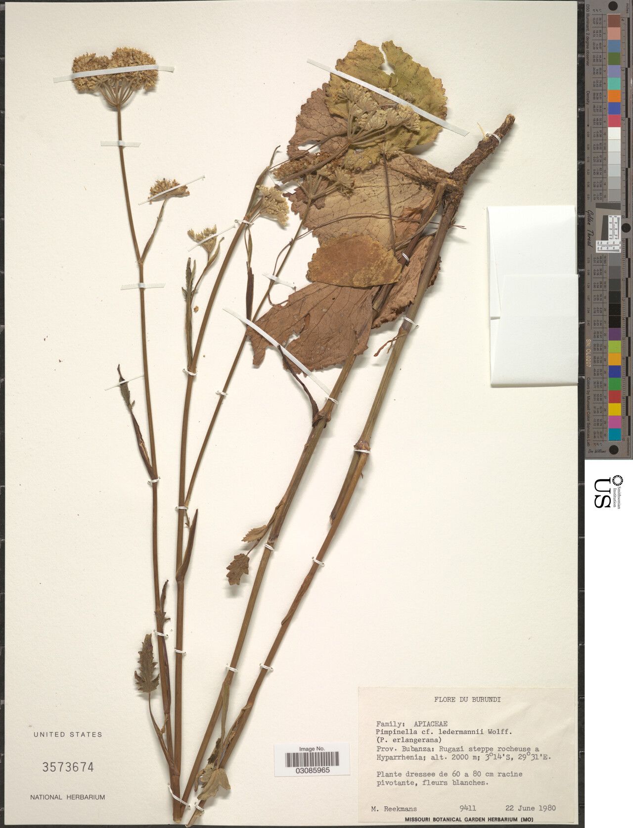 Pimpinella ledermannii — search result for 'Pimpinella'