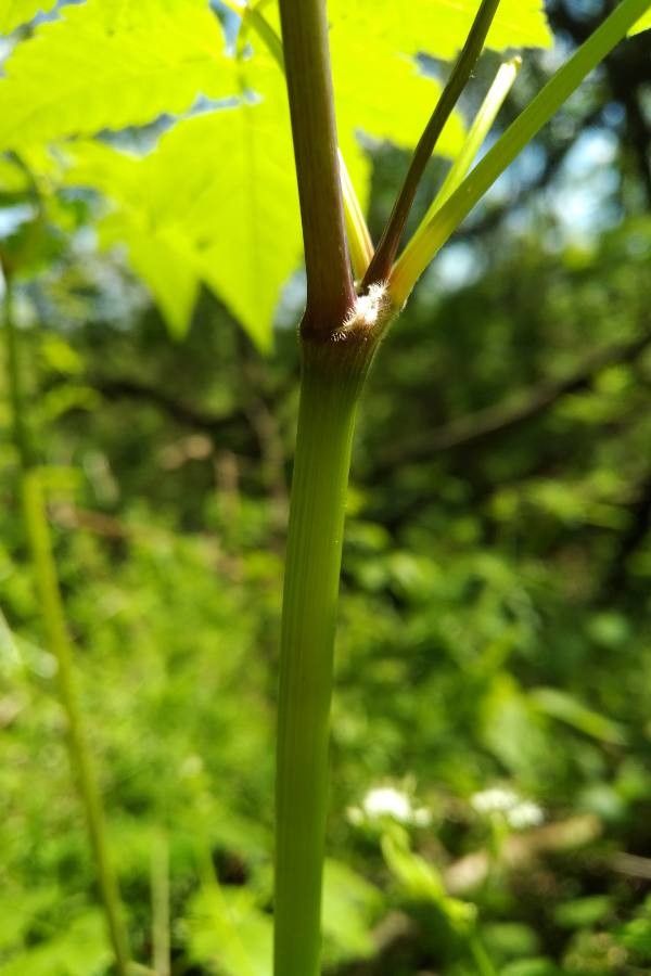 Osmorhiza claytonii bark