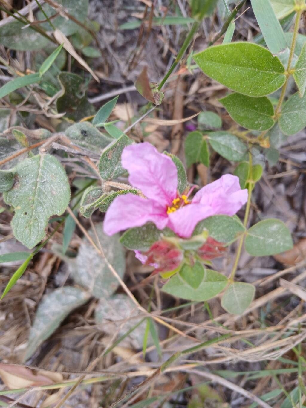 Cuphea ferruginea flower