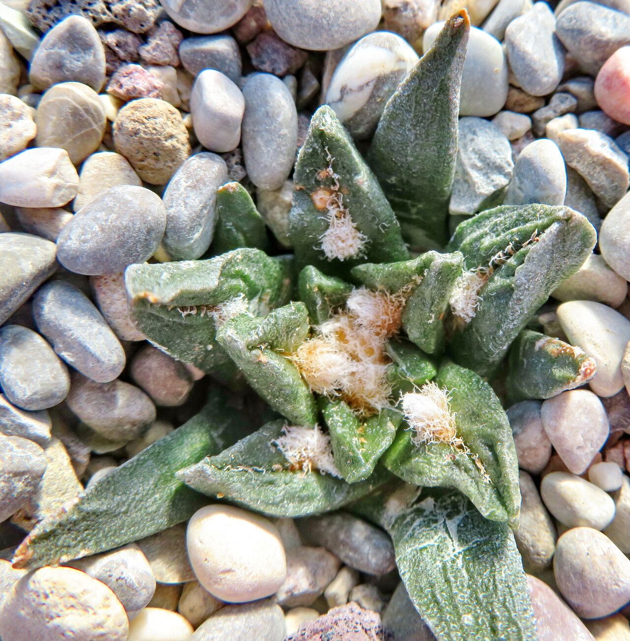 Ariocarpus scaphirostrus — houseplant care guide