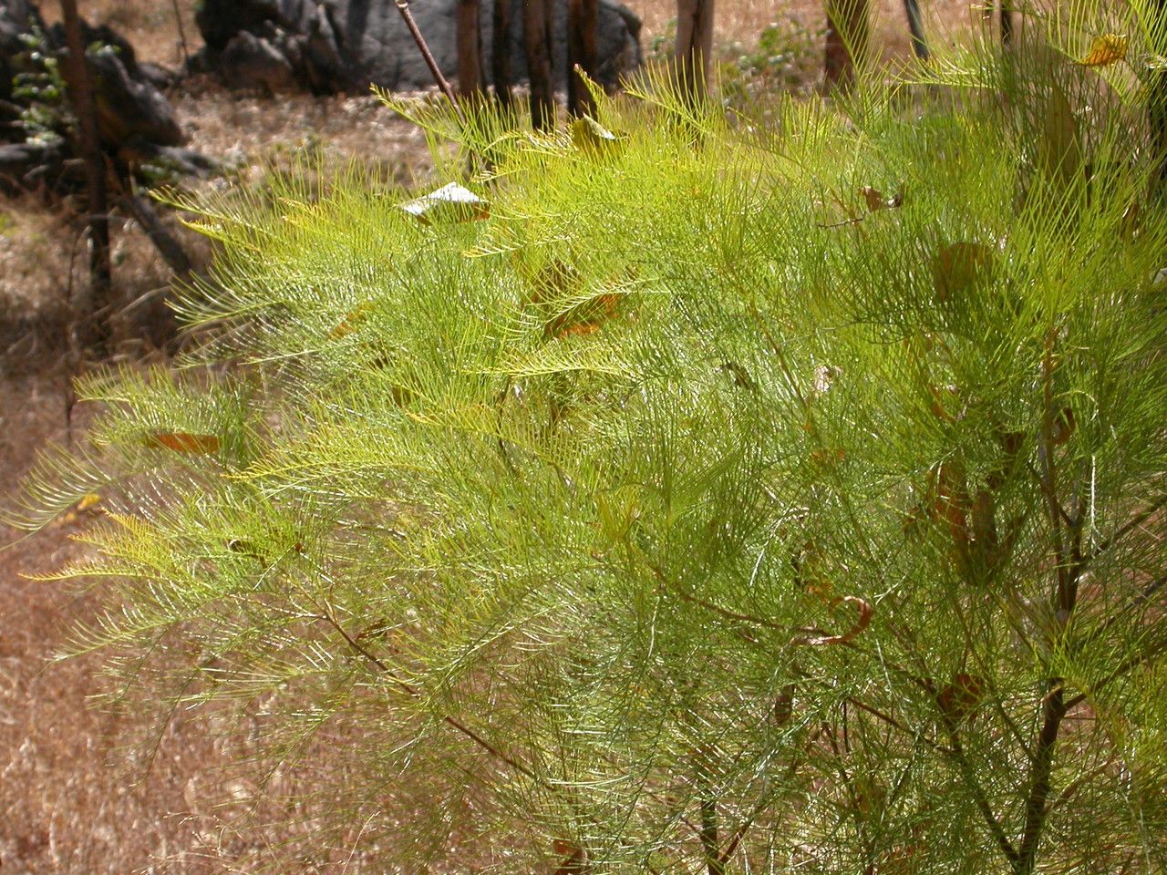 Grevillea formosa — search result for 'Grevillea'