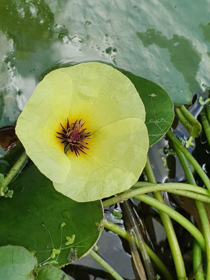 Hydrocleys nymphoides flower