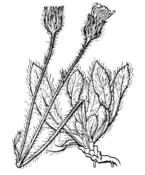 Pilosella faurei — search result for 'Pilosella'