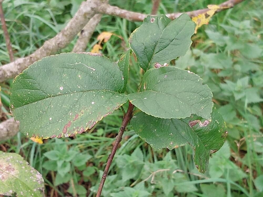 Malus sieversii — houseplant care guide