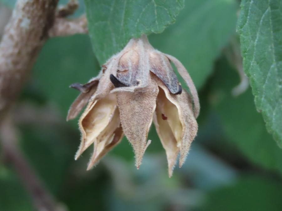 Hibiscus ovalifolius fruit