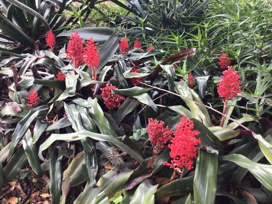 Aechmea miniata — search result for 'Aechmea'