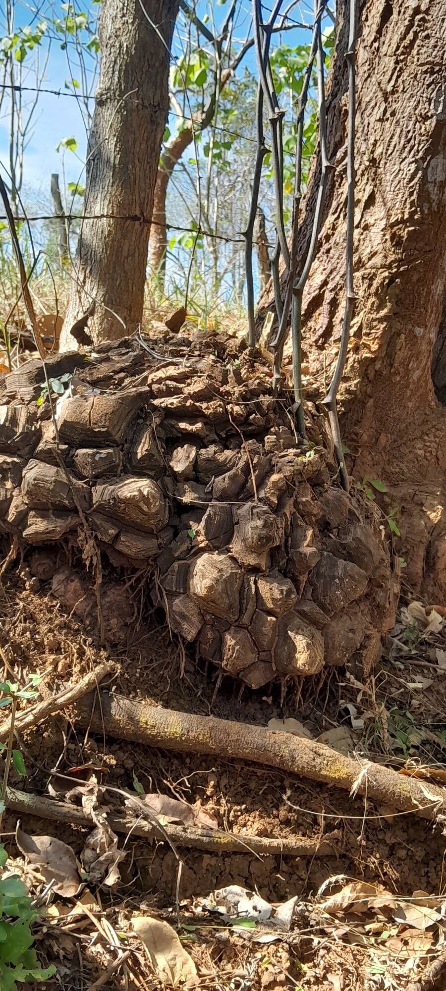 Dioscorea convolvulacea bark