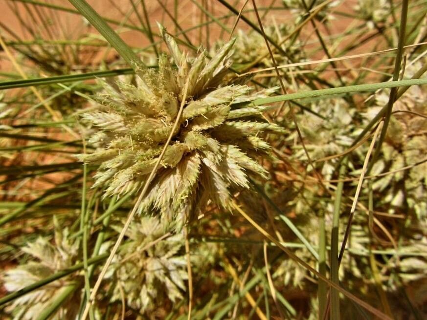 Cyperus conglomeratus flower
