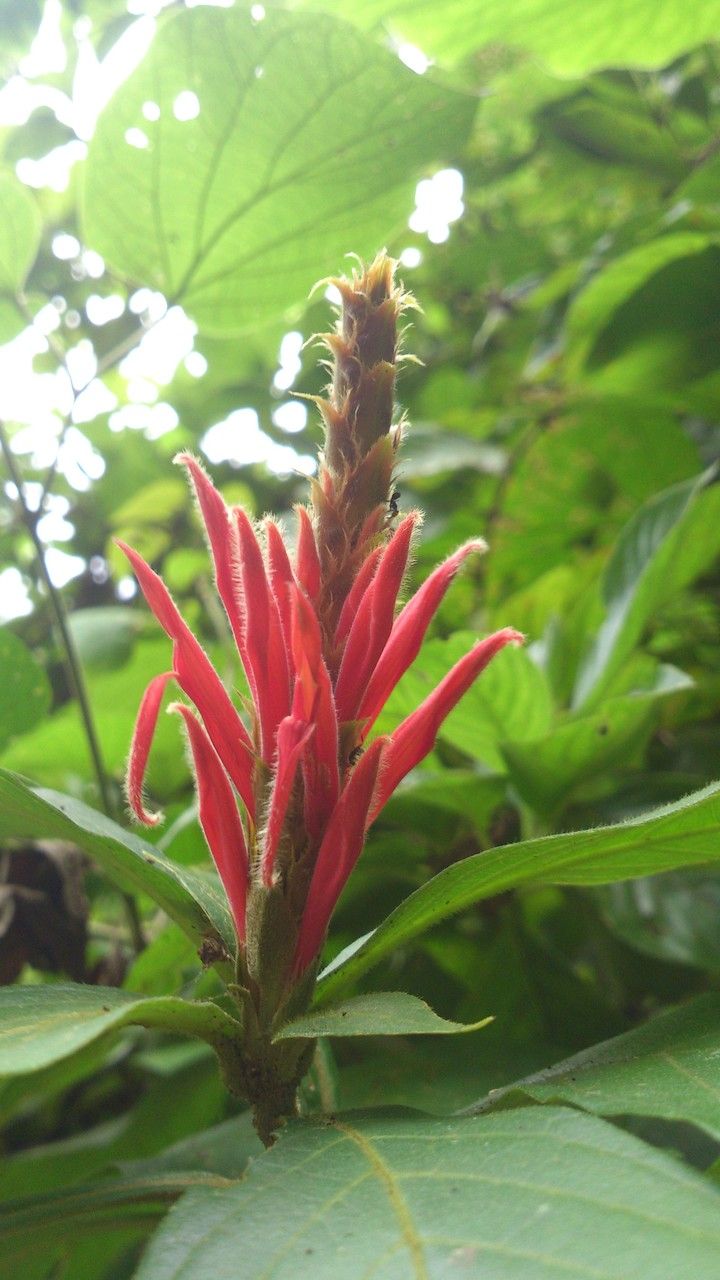 Aphelandra scabra flower